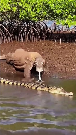 Will A Crocodile still alive A big Comodo Dragon Ambush? part 40 #crocodile #comododragon #danger