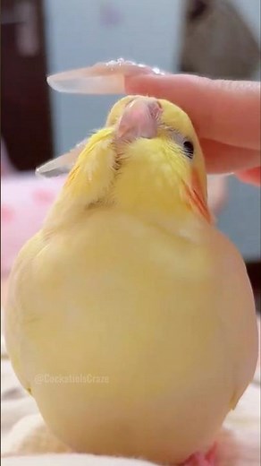 Too cute to handle! 🥰🐥✨ #cockatielscraze