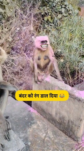 बंदर को रंग लगा दिया 🐒🤣 #funny #thetharpuns #shilpisaroja #comedy