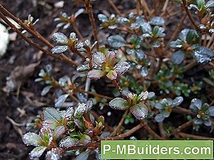 Azalee Krankheiten Erklärt 🔧🔧 Tipps Für Heimwerker. Machen Sie Ihre Eigenen Hände - 2025