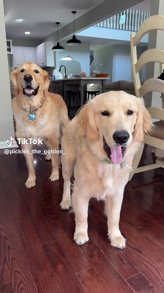 Top Guard Dogs for Home Protection and Companionship