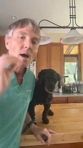 Natural treatment for ticks? Try tumeric essential oil! #ticks #tickremedy #tumeric #essentialoil | Daily Pet Tips