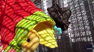 Orphaned Baby Bats Enjoy Outdoor Enclosure for First Time