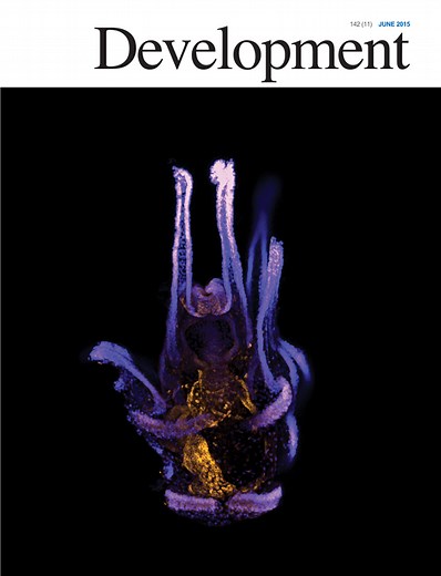 How to make a midbrain dopaminergic neuron