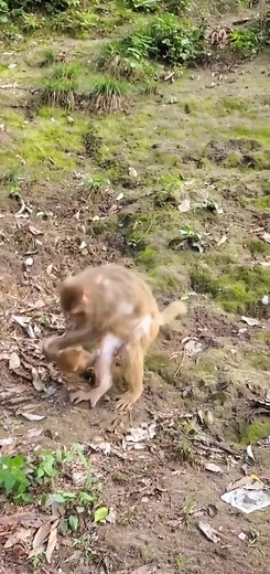 🥺🥺🥺#monkey #monkeybaby #foryoupage