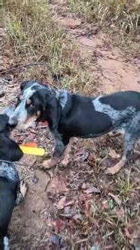 Blue Tick pups