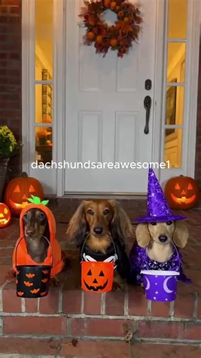 Dachshunds Are Awesome on Instagram: "Dachshunds amazing trick or treat trick for halloween to score more food. #dachshund #trickortreat #halloween #dogstagram #halloween2025"