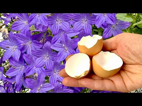 Want More Flowers? Try THIS Eggshell Fertilizer & Campanula Hack!
