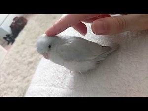Cute white Baby Pacific Parrotlet Petting