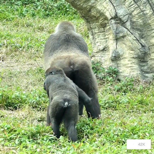 Gorilla family relaxing. 💕❤🦍#gorillalove #gorillas #gorilla #wildlife #animals #monkey #nature #gorillaz #monkeys #wildlifephotography #gorillalove #gta #africa #chimpanzee #ape #primates #uganda #zoo #animal #silverback #gorillalove #pittstate #psu #mountaingorillas | Gorilla love