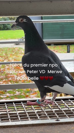 Stephane Defoort on Reels