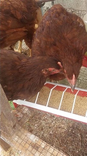 Rhode Island Red chicken excited to eat #rhodeislandredchicken #chicken #farming