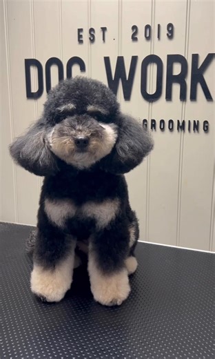 Pretty Dog Check ✅ #doggrooming #cockerpoo #cockapoo #doggroomer #suffolk