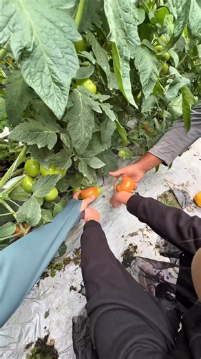 1M views · 12K reactions | Farm Tour Trip 8am - 2pm Kito ambik trip dgn01 1 395 76725 Raven 01 9 744 4829 Diana Farmland Tour  ✅ Mossy Forest ✅ Boh Tea Plantation ✅ Strawberry Farm ✅ Vegetable Farm 復 ( Pick Your Own Vegetable!) ✅ Bee farm  ✔ Adults: RM80 ✔ Children: RM70 Not included tickets Harga ticket Mossy Dewasa Rm10 Kid Rm5 Pay at the guide or counter #cameronhighland #tempatmenarikcameronhighland | Adila Ibrahim | Facebook