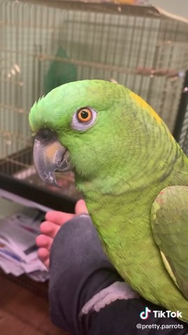 Eye pinning can mean a lot of things, and it often means birds are upset. Have to be careful #bird #birds #parrots #parrot #fyp #cute #animals