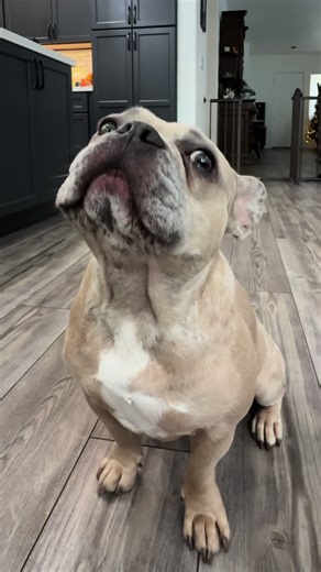 Today was the day Otis finally got his breath situation handled! #ad I didn’t realize how common bad breath in dogs was until I saw that 74 percent of pet parents struggle with bad breath and dental buildup. We started using the Virbac C.E.T. (Clean Every Tooth) Pet Toothbrush and C.E.T. Enzymatic Toothpaste to support his daily dental care routine. The tapered end of the toothbrush helps me reach his back teeth and the toothpaste is non-foaming and is safe for dogs to swallow. He actually enjoy