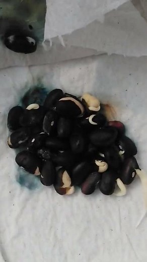 Como germinar frijoles rápido.