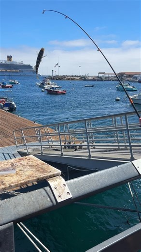 20K views · 123 reactions | What do you think of this fish  ? | Joel Hansen - Model Vs Food | Facebook