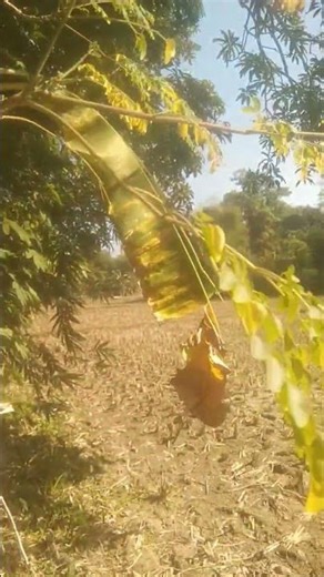 Nickelodeon Dil movie hi hi hi did it rain tomor