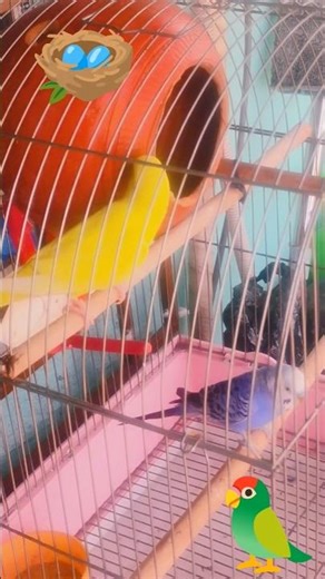 Budgies Parrot Breeding Tips | 💯% Successful formula #birds #breeding #tips #ytshorts