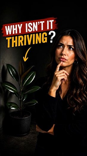 🪴Your Rubber Plant Is Not Dying for No Reason