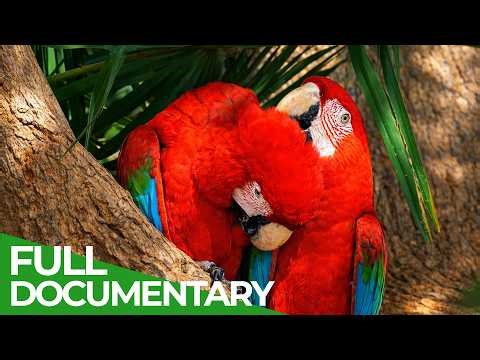 The Colors of Nature | Free Documentary Nature