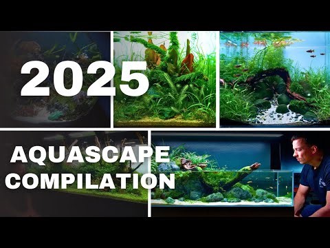 MY TOP 10 BEST AQUASCAPES FROM 2025! Epic Build Video Compilation