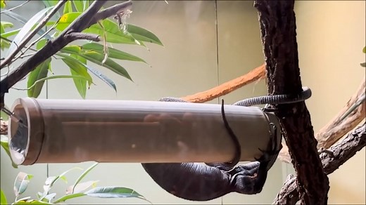 We're enriching your feed with this incredible video of our Black Tree Monitor foraging for food in a bamboo tube! This enrichment tool helps the tree monitor display some unique skills to get its food. Special tools like this give animals choice and control for how they interact with their environment. On your next visit to the OKC Zoo, see if you can spot any of these enrichment devices! 📷: Laura B. | Oklahoma City Zoo and Botanical Garden