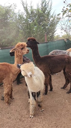 #alpacaownersassociation #shakespearewinecompany #laugh We love getting to be part of a community that loves us. The boys had so much fun tonight and they can't wait to go back. @DaniCarson