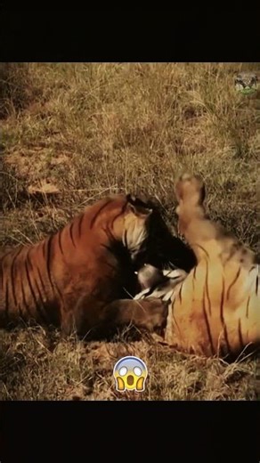 🐅⚡ Territory Battle of Two Male Tigers – A Brutal Clash!