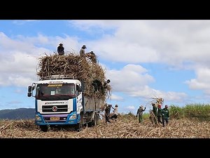 How Do Americans Harvest and Process Millions of Sugar Cane Stalks? The Complete Process from A to Z