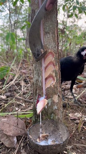 The atmospher In The vast Nature Looking For rare sap With crows #sappassion #rubberwood #shortvideo