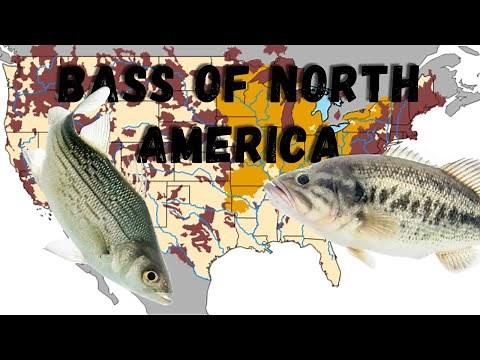 The Bass Species of North America (Range maps and Identification)