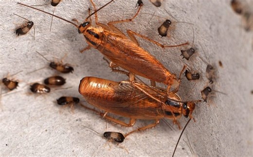 How one of the world’s most successful indoor pests took over the planet