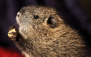 Giant swamp rats are poised to dig into California. Should we eat 'em?