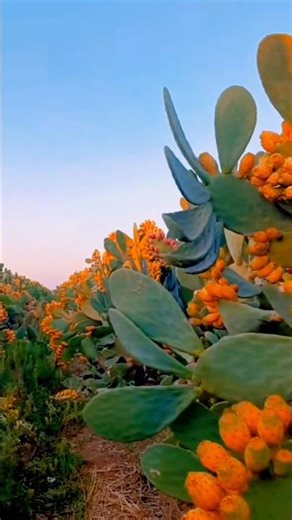 Cactus Secret REVEALED! 🤯 You Won't BELIEVE What Grows On This Plant! (Tuna Harvest)