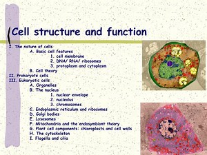 Cell structure and function - SlideServe