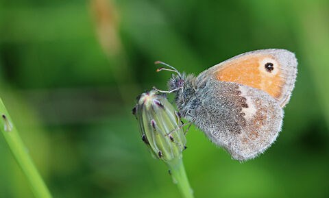 Small heath | The Wildlife Trusts