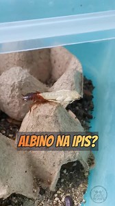 Albino na ipis? 🤔😬 #regaljumpingspider #phidippusregius #turkestanroach #exoticbeasts #exobeasts #spoods #spoodph #spiders #jumpingspider #viralpage #fbreels #reelsfb2024 #fypシ #foryoureels #foryourpage #foryoupage #short #PCF #reptitools #petscocofriend #feeding #animal #pets #exotickeepers #gagamba #vivarium #trendingreelsvideo #trendingnow #trendingreels | Exotic Beasts