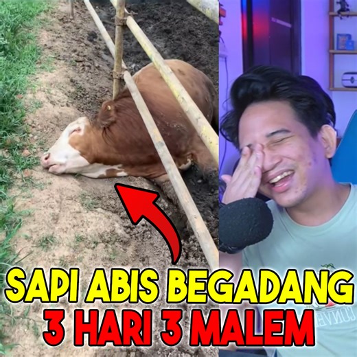 2.5M views · 41K reactions | Sapinya Abis Begadang 3 Hari 3 Malem Wkwk 藍藍藍 Youtube : Loekeren Instagram : @LoekerenOfficial Tiktok : LoeKeren Facebook : LoeKeren Join Grup Berbagi Video Lucu : https://www.facebook.com/groups/995842751791243 | LoeKeren | Facebook