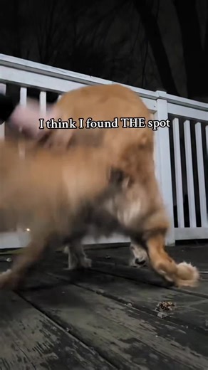 Hilarious Moments of Dogs Getting Scratched