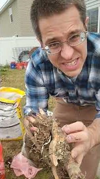 How to Grow Beautiful Peonies in 5-Gallon Buckets: Easy Container Gardening Tips!