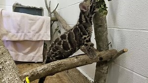 This video shows how the two month old Clouded Leopard cubs are learning new skills. They are developing coordination, confidence, and strength while playing on low branches. Already able to hang on to the bottom side of a branch for a short period. | Ellen Trout Zoo [official]