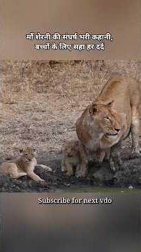 The story of a struggling mother lioness, who endured every pain for her children.