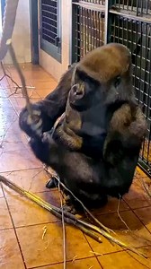 2K views · 45 reactions | This gorilla is enjoying eating some bark, which is also good for cleaning his teeth #gorilla #gorilla# | Godzilla Eating | Facebook