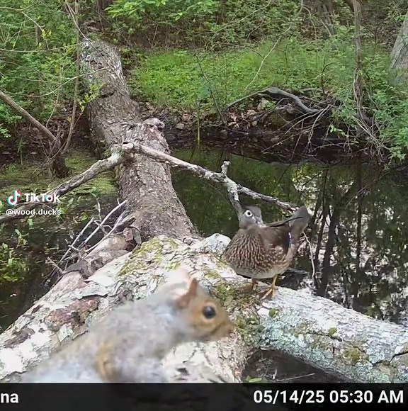 WoodDuck on TikTok