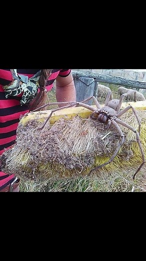 Фото паука Егеря: реальность или фотошоп?