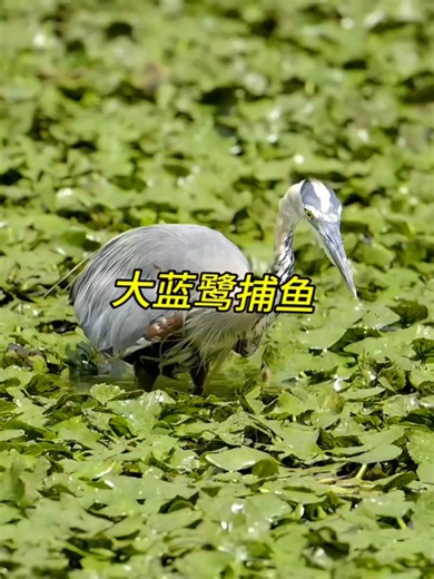 Reed Harpoon Fishing Technique for Birds