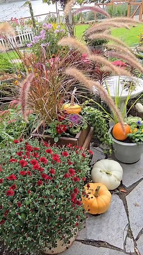 1.5K views · 1.9K reactions | Last year’s greenhouse patio was filled with mums, ornamental grasses, and sedum Autumn Joy. I can’t wait to do it all over again when we get home!  #fallgarden #pnwgarden #mums #ornamentalgrasses #sedumautumnjoy #fallcontainergardening #cottagegardenstyle #containergarden #patiogarden | Shiplap and Shells | Facebook