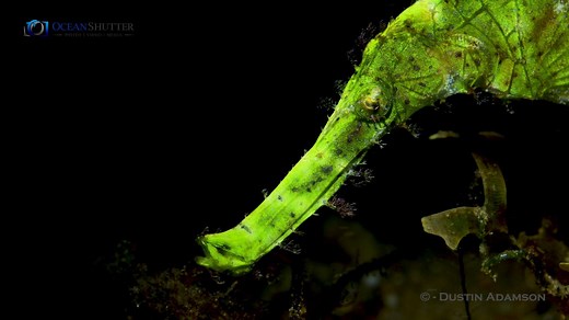 28K views · 272 reactions | Having just returned from Atlantis Dive Resorts & Liveaboards in Dumaguete, I can say without a doubt it is one of the top places to see Ghost Pipefish. This is a Halimeda Ghost Pipefish (Solenostomus halimeda). This odd looking creature is shy, but very photogenic. If you look closely you can see this one if holding a pouch full of eggs on it. | OceanShutter | Facebook